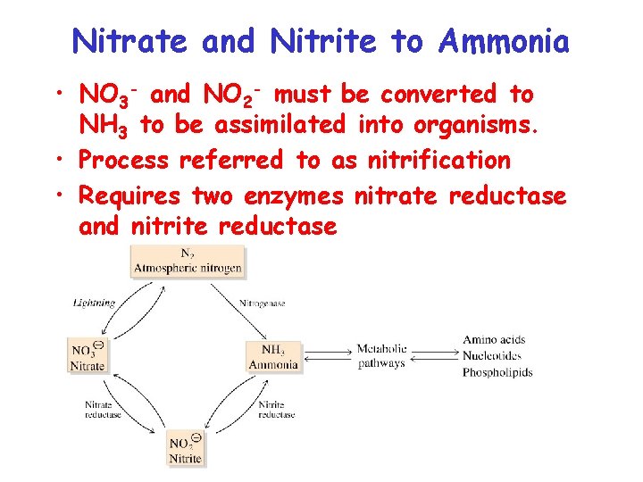 Amino Acid Metabolism Nitrogen Assimilation and Amino Acid