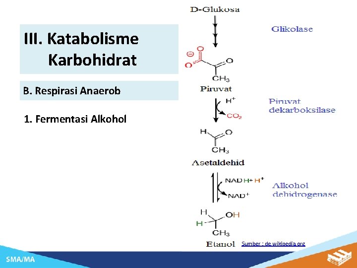 Pada Fermentasi Alkohol Terjadi Proses Katabolisme Yaitu Merubah
