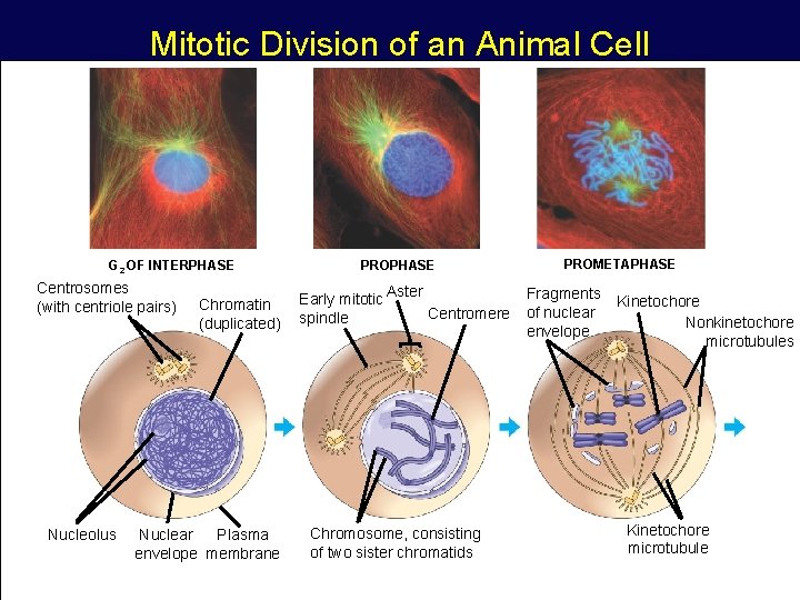Animal Cell Division Mitosis / Mitosis Wikipedia Mitosis is the