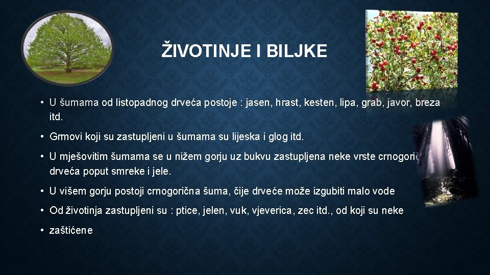 Uma Uma Je Ivotna Zajednica Drvea Grmlja I