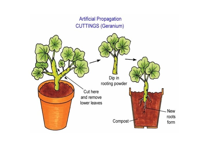 Vegetative Terminology Part 1
