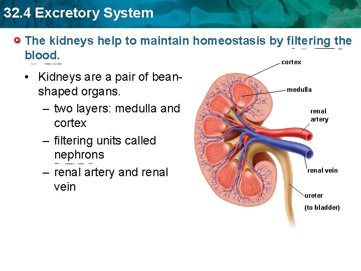 How Does The Urinary System Help Maintain Homeostasis Captions Lovers