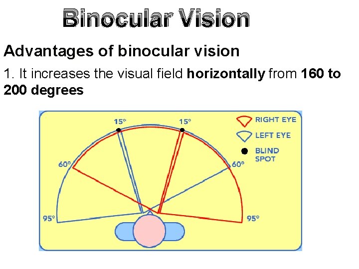 Physiology of Vision By Dr Abdel Aziz M