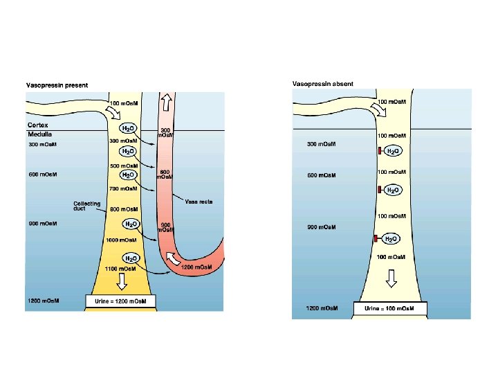 REGULATION OF FLUID AND ELECTROLYTE BALANCE Body Fluids