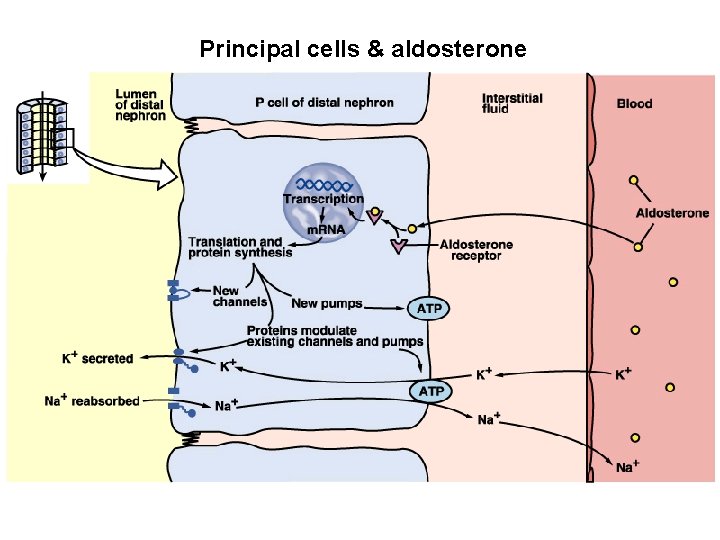 REGULATION OF FLUID AND ELECTROLYTE BALANCE Body Fluids