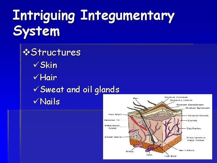Bodacious Body Systems Overview Health Core Intriguing Integumentary