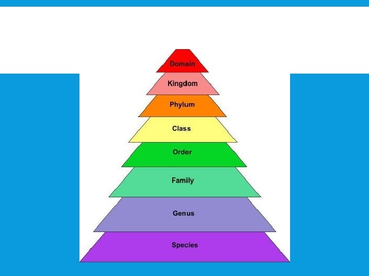 CLASSIFICATION OF LIVING THINGS WHY DO WE CLASSIFY