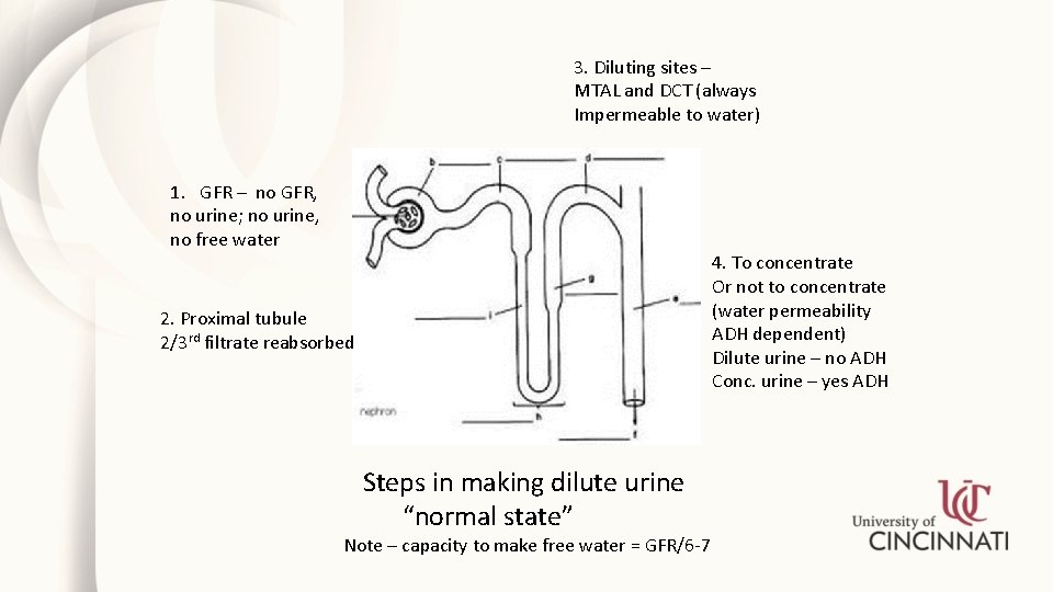 Hyponatremia and Hypernatremia Satwant Singh M D Professor