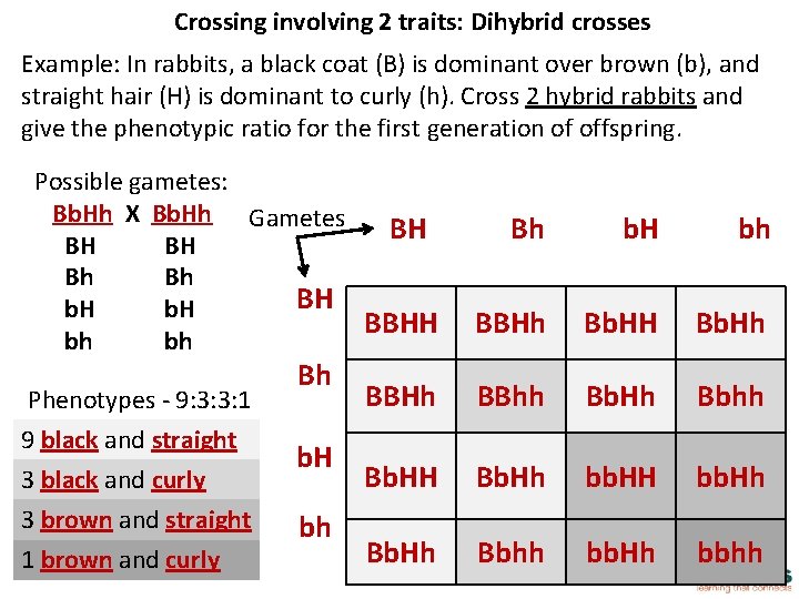 Dihybrid Square Examples / Unit 4 Fun With Dihybrid
