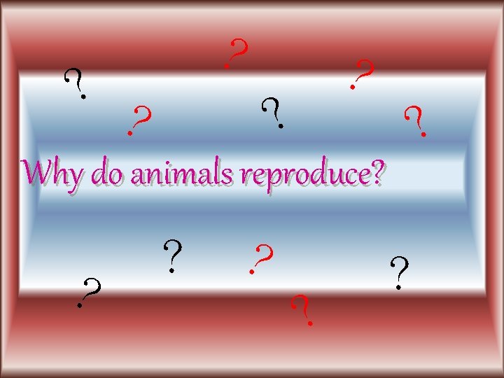 Reproduction of animals Why do animals reproduce Animals