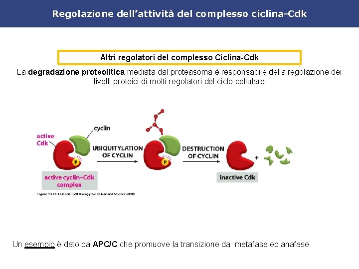 Il Ciclo Cellulare La Teoria Della Cellula Rudolf 540_x_720_jpg