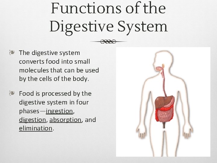 The Digestive System Functions of the Digestive System