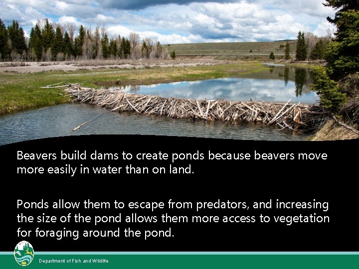 Beavers Natures Engineers What is a beaver A