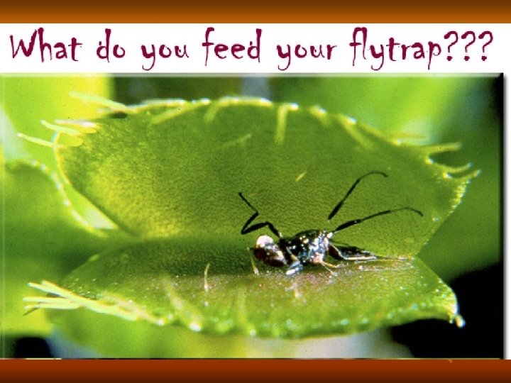 Carnivorous Plants If an animal eats a plant