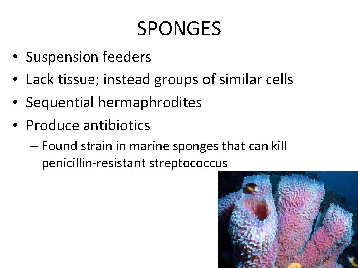 Invertebrates Part 1 SPONGES Suspension feeders Lack tissue