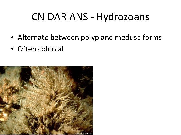 Invertebrates Part 1 SPONGES Suspension feeders Lack tissue