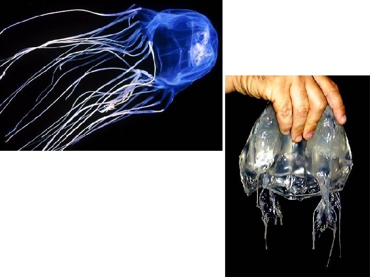 Invertebrates Part 1 SPONGES Suspension feeders Lack tissue