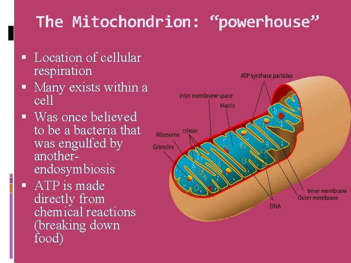 CELLULAR RESPIRATION Cellular Respiration What does cellular mean