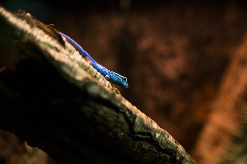 Interesting facts about the Electric Blue Gecko Slightly Blue