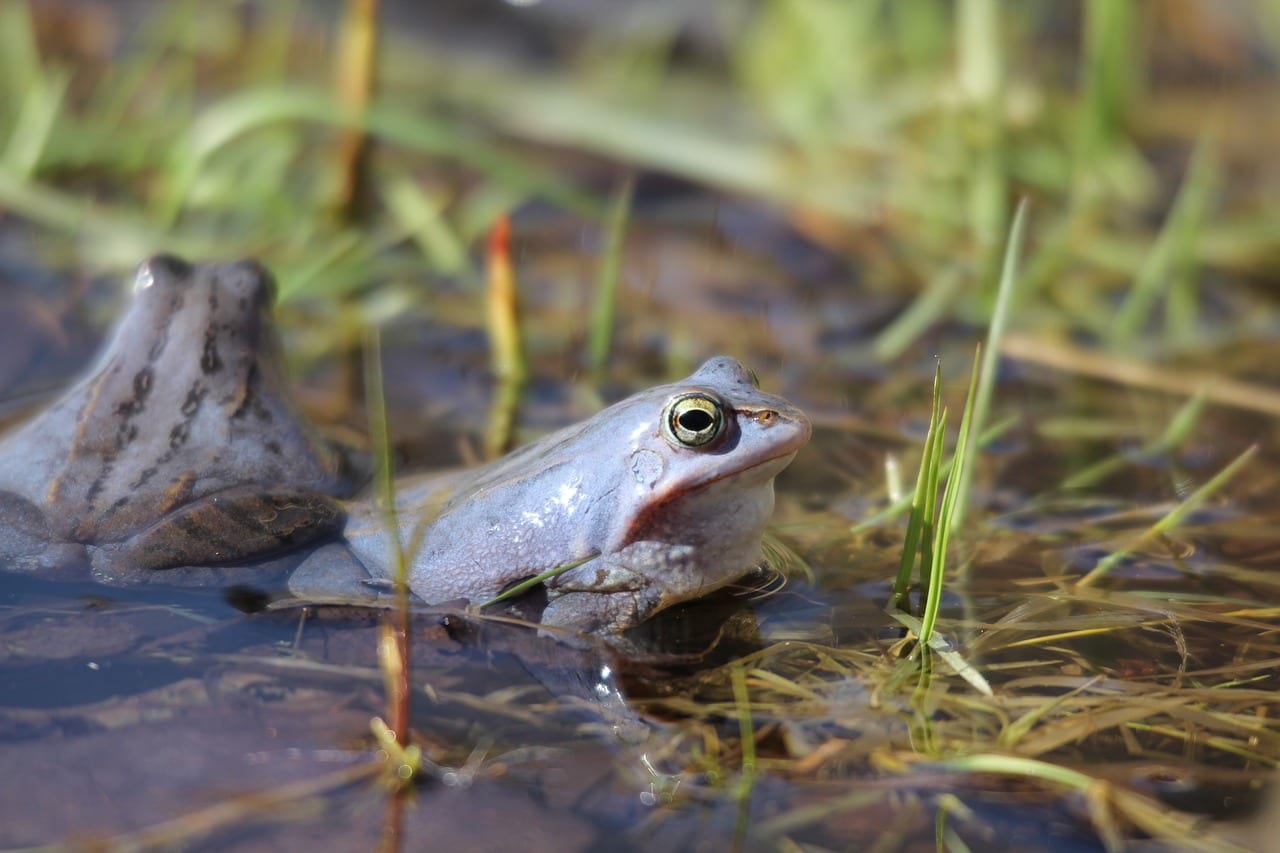 All you need to know about the Moor Frog Slightly Blue