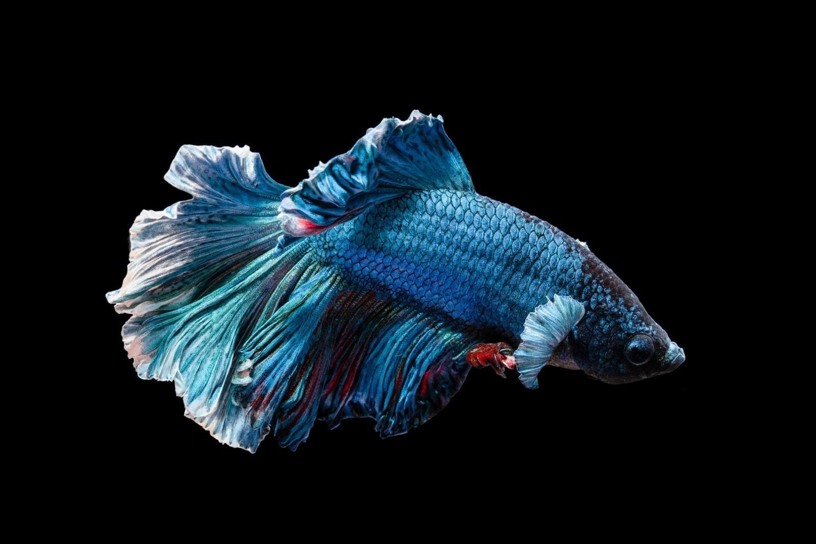 All you need to know about the Siamese Fighting Fish Slightly Blue