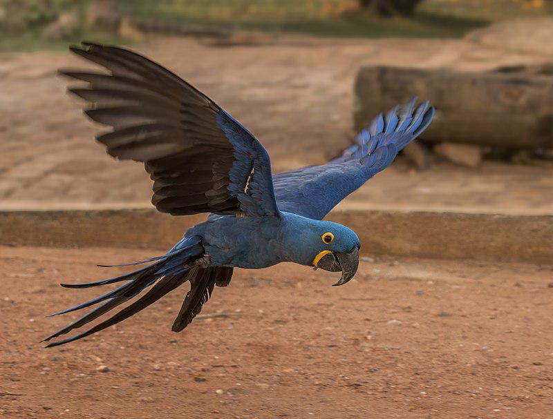 The Hyacinth Macaw Slightly Blue