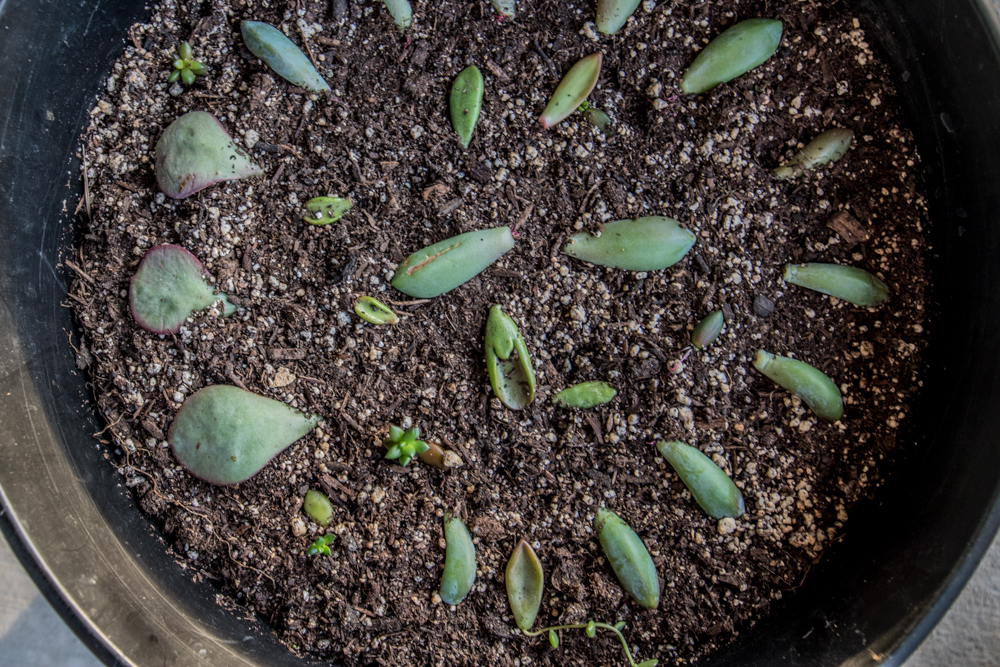 Succulent Propagation Leaf and Beheadings Slightly Organic