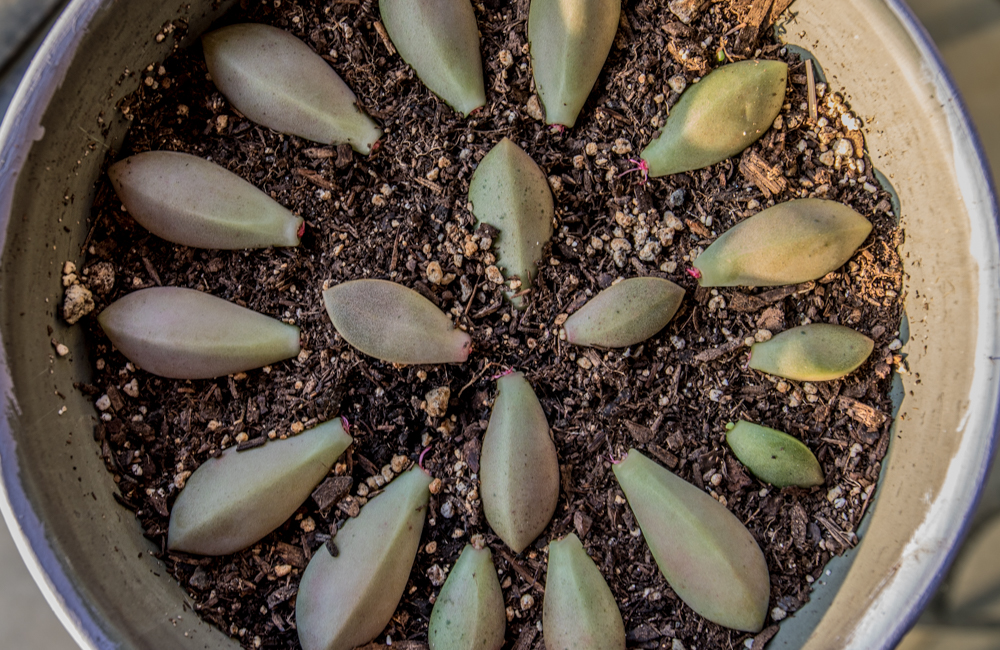 succulent_propagation_week_4_leaf_rooting_01 Slightly
