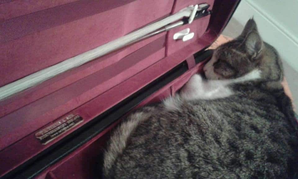 Why 9 out of 10 cats prefer violas Slippedisc