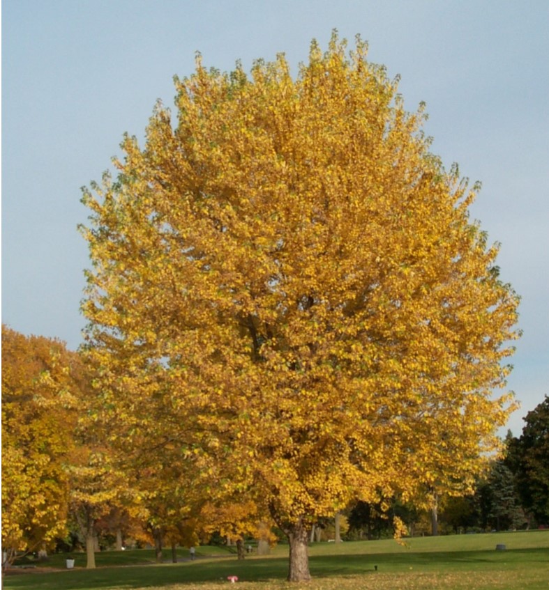 Acer saccharinum (Silver Maple)