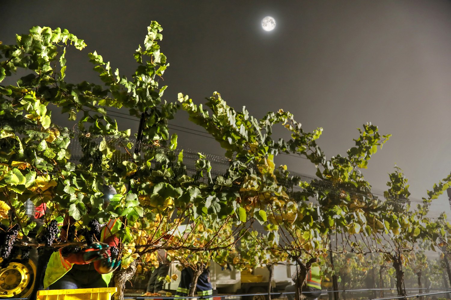 Kynsi Winery SLO Coast Wine