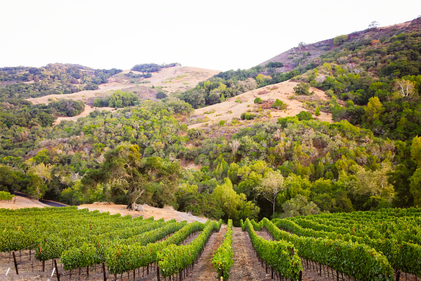 Cutruzzola Vineyards SLO Coast Wine