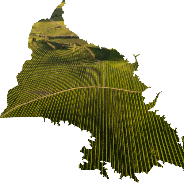 Trade & Media SLO Coast Wine