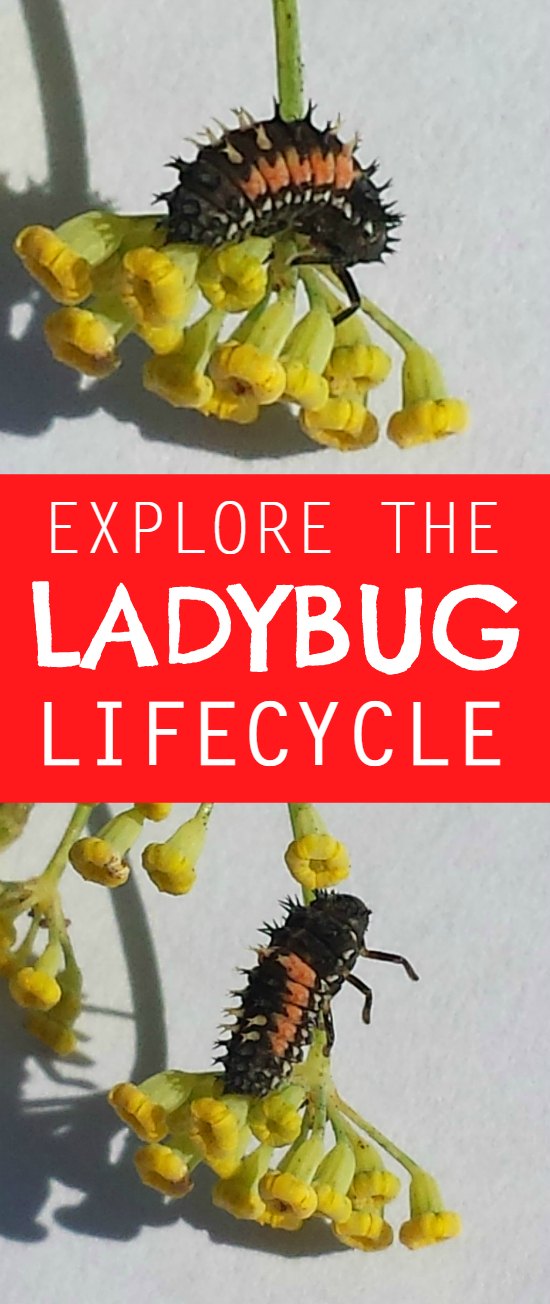 Ladybird Lifecycle, Micro Habitats and Food Chain