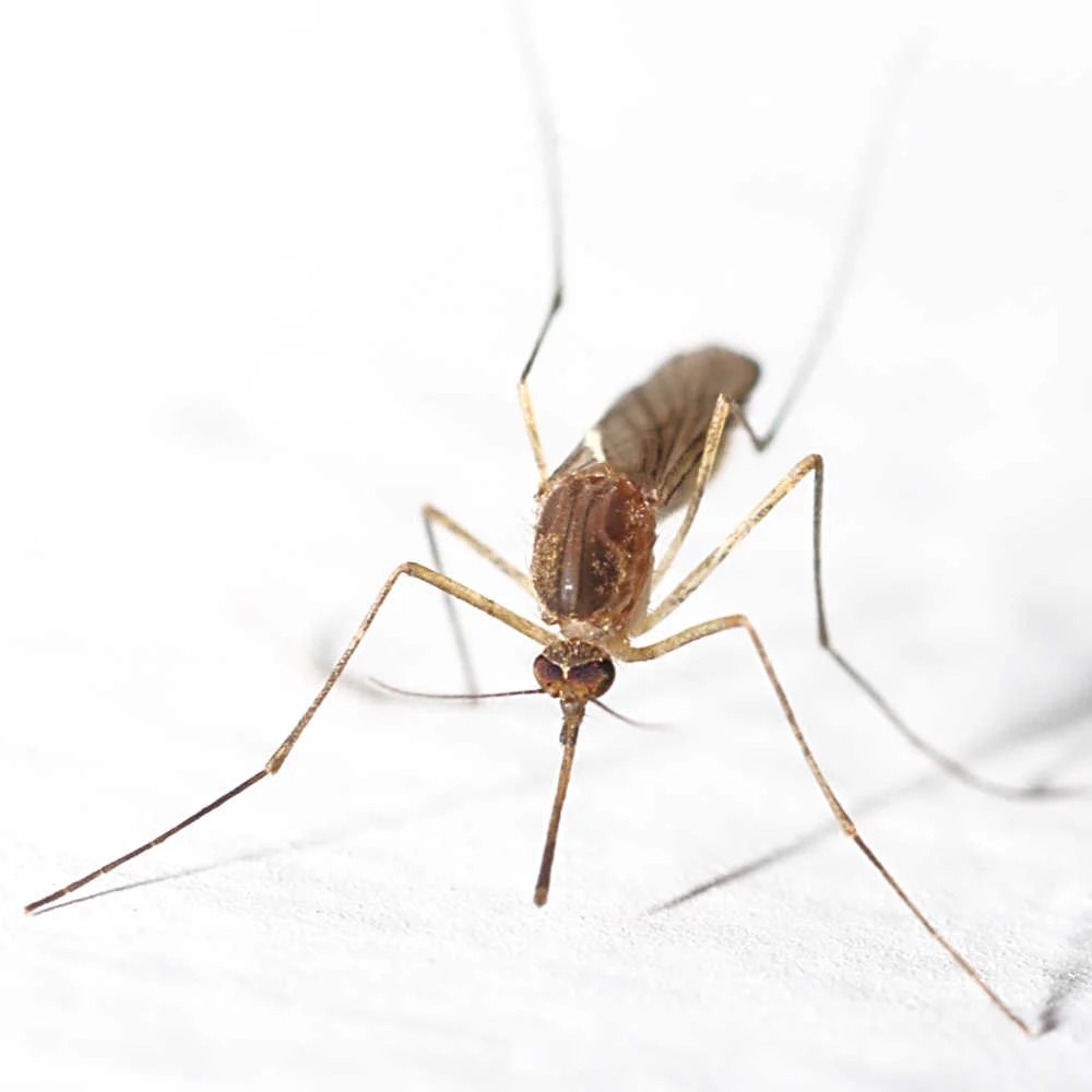 Mosquito Bite Remedies