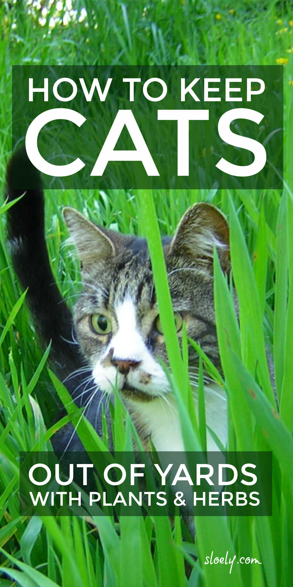 Cat Repellent Plants And Herbs