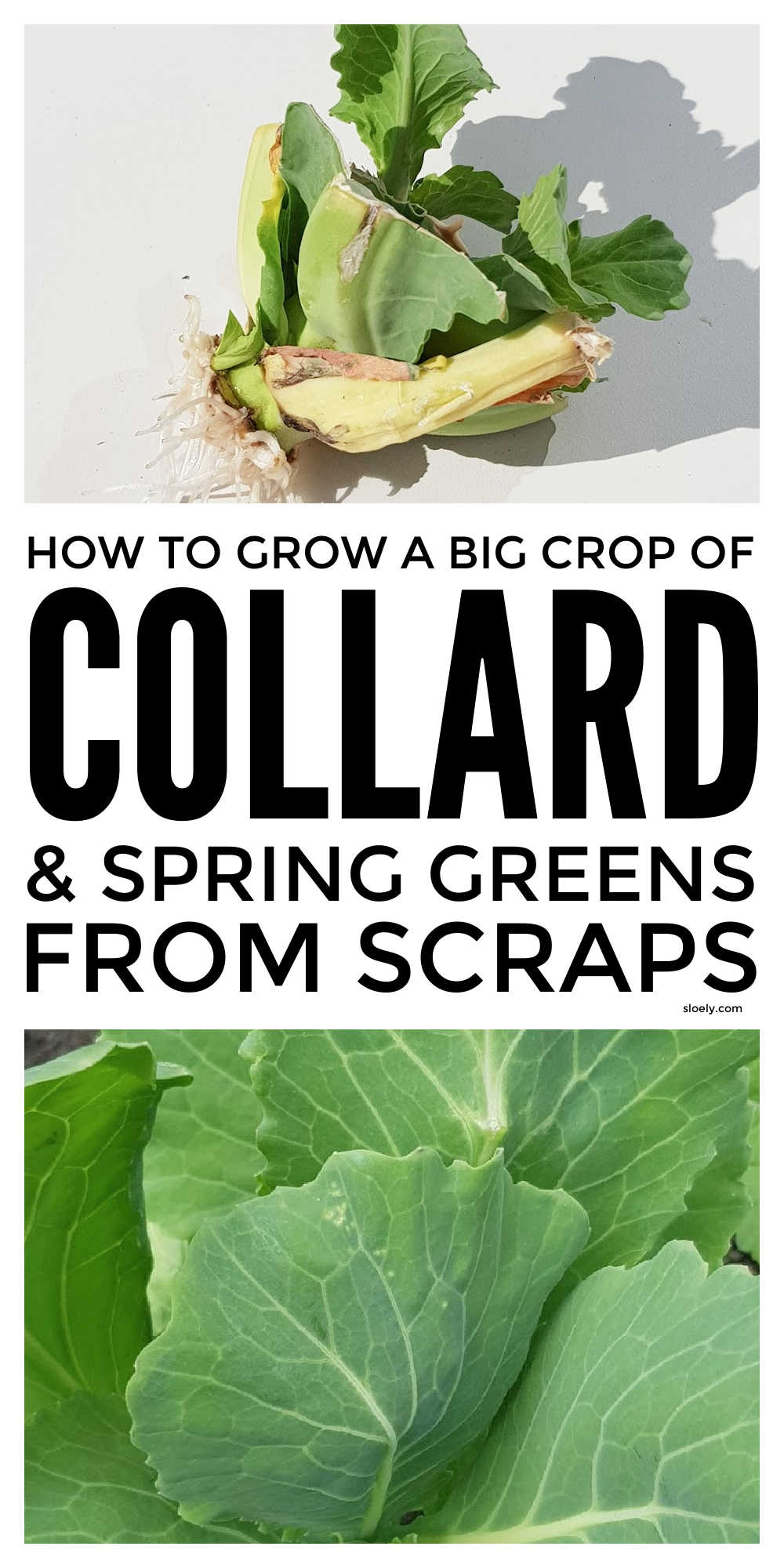 Growing Collard Greens & Spring Greens From Scraps