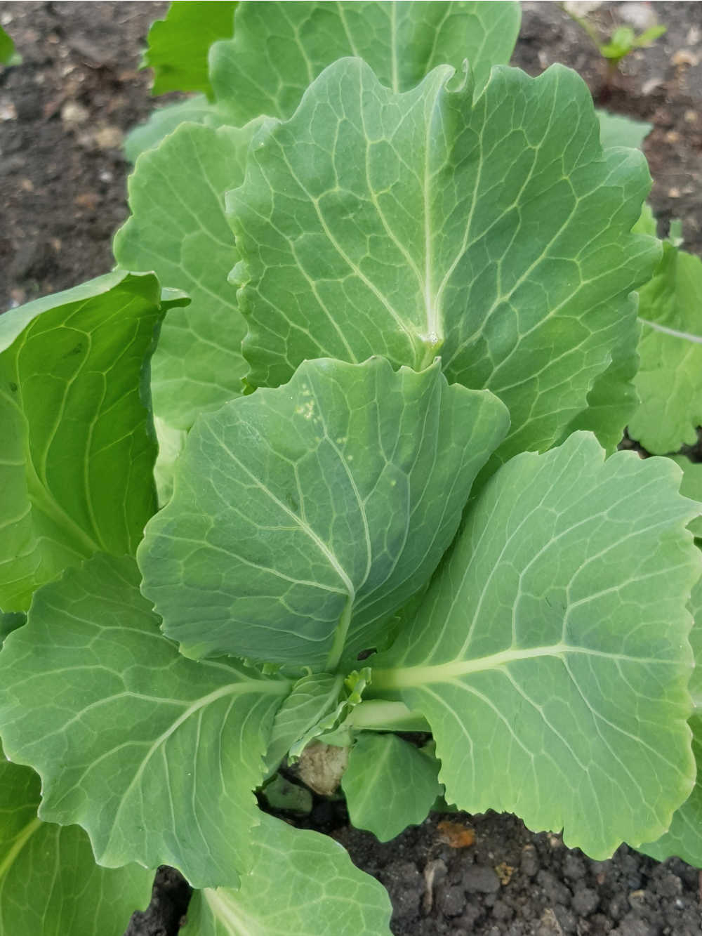 Growing Collard Greens & Spring Greens From Scraps