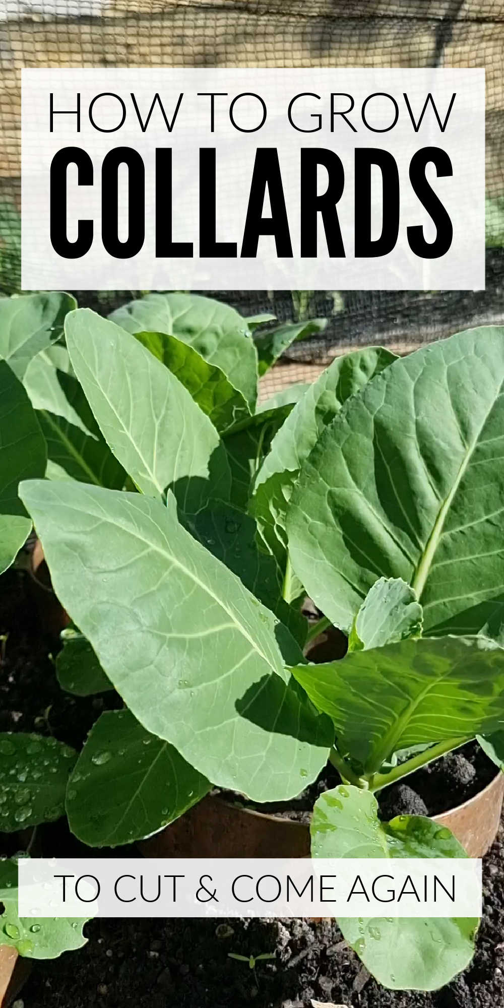 Growing Collard Greens From Stems And Seeds