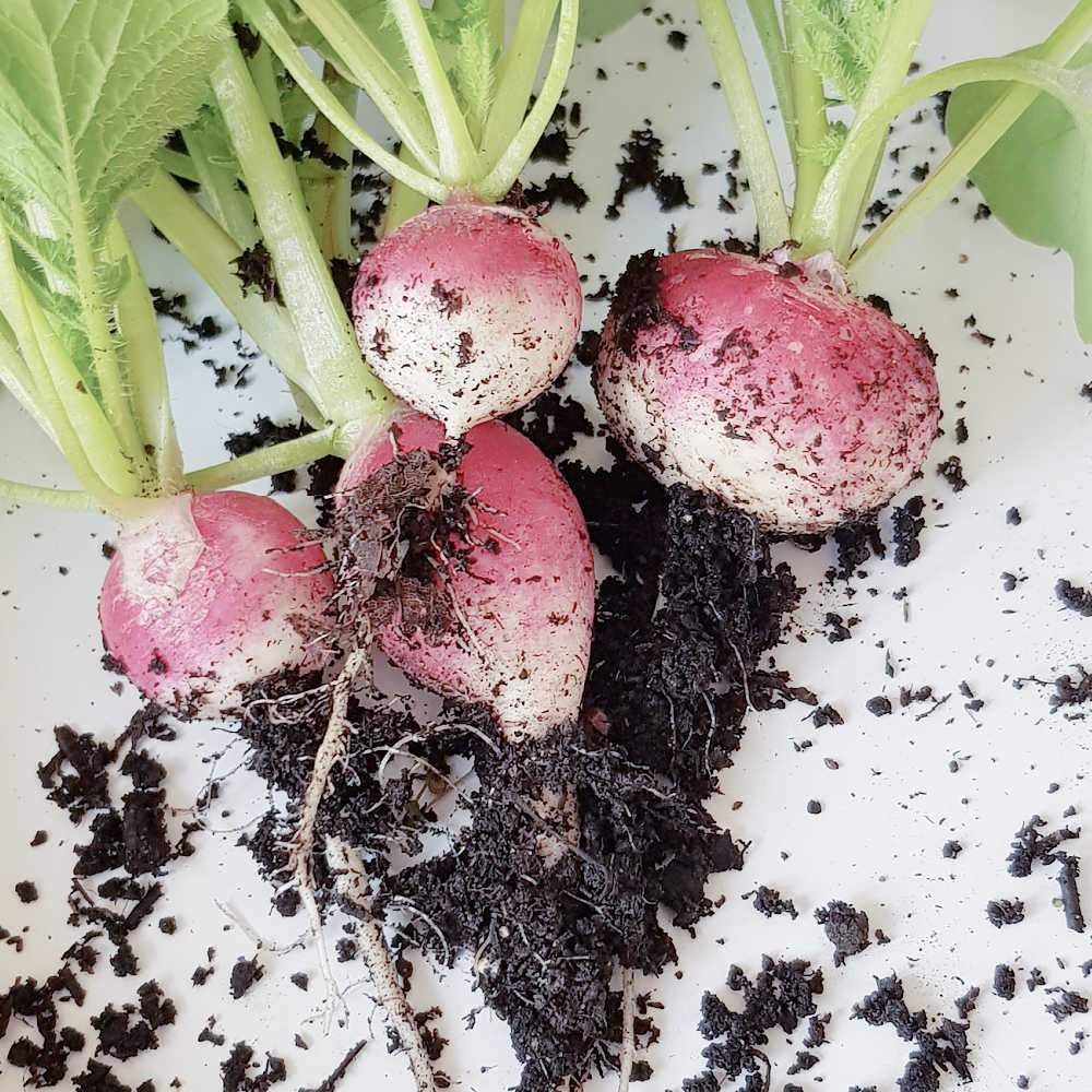 Vegetables To Plant In Early Spring