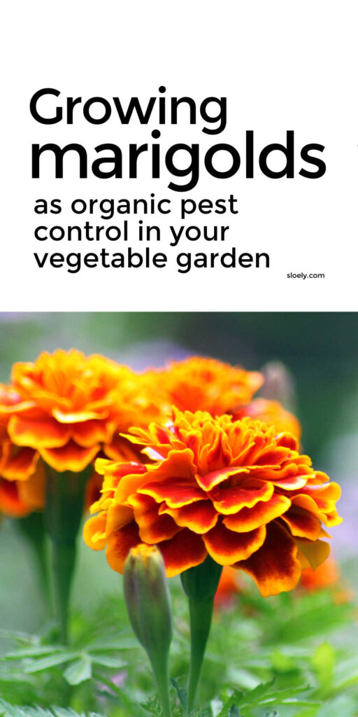 Growing Marigolds To Control Pests Organically