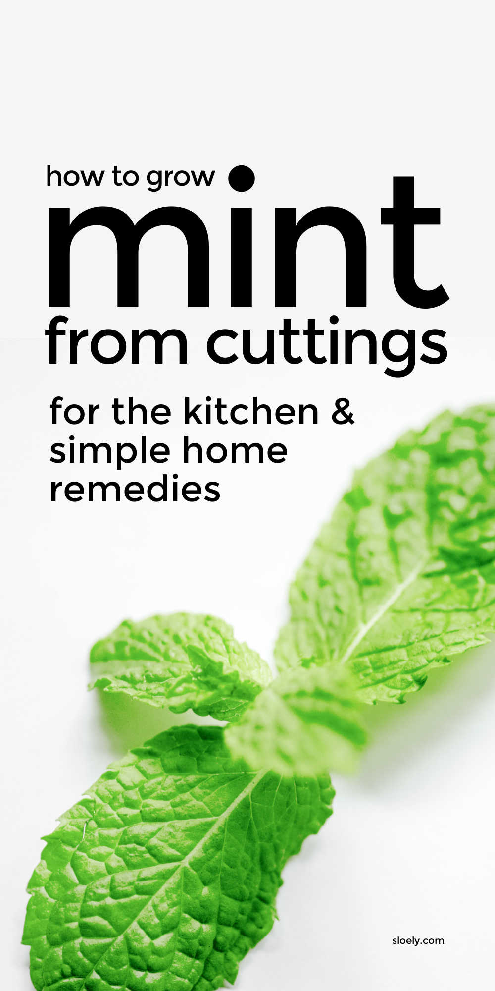 Growing Mint In Pots From Cuttings