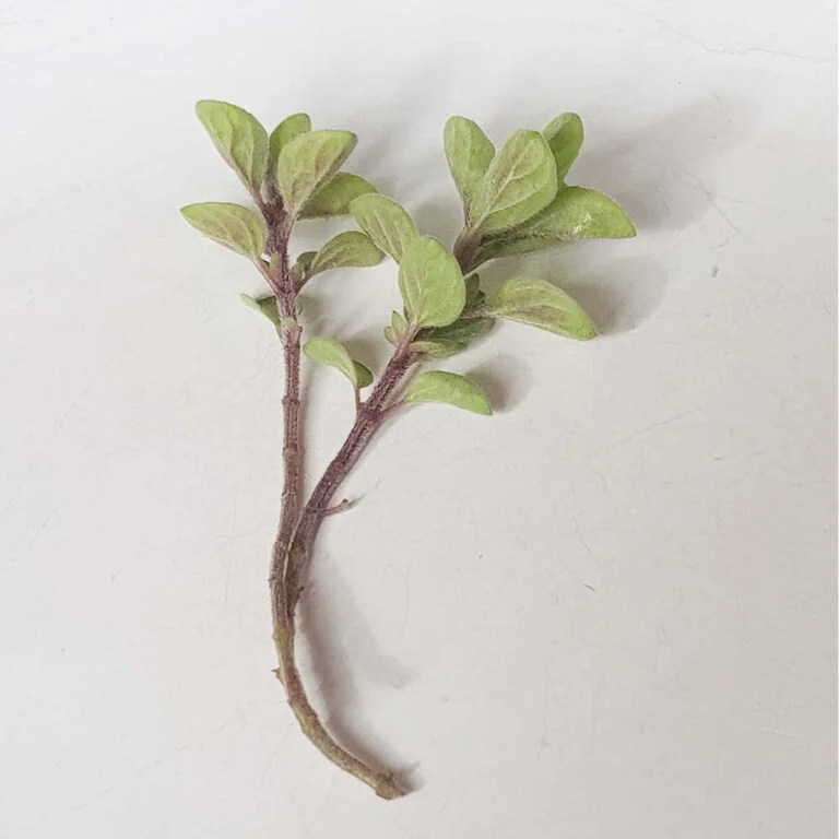 How To Grow Oregano From Cuttings And Seeds