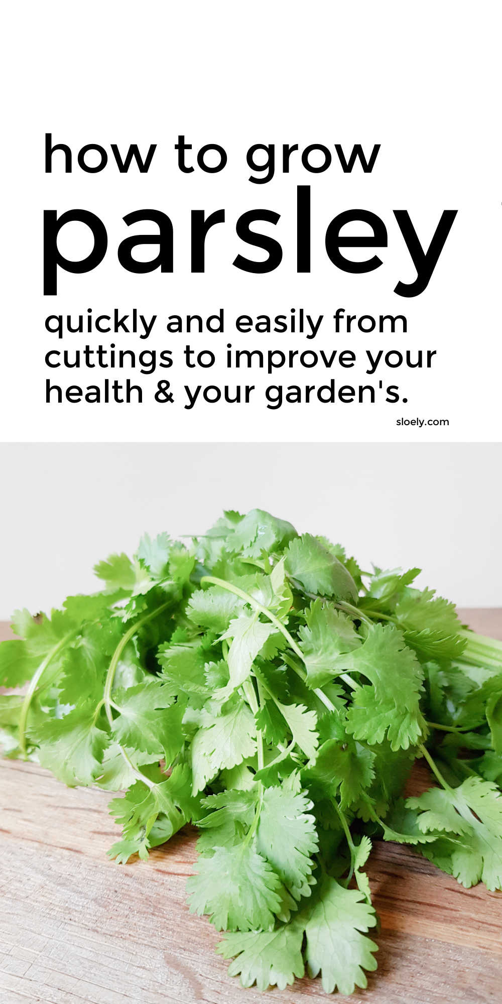 How To Grow Parsley Quickly From Cuttings And Seeds