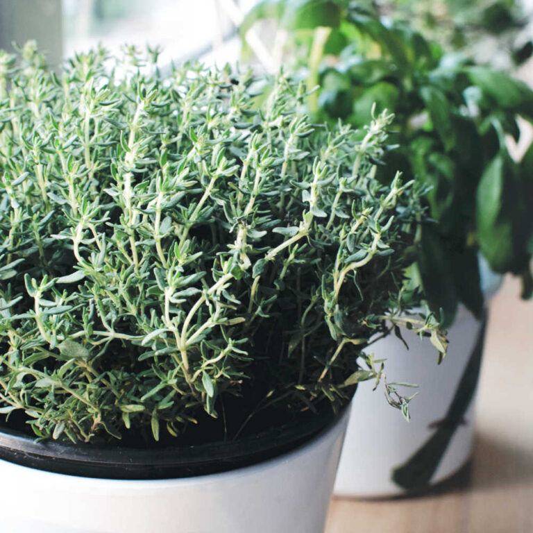 How To Grow Thyme From Cuttings and Seed