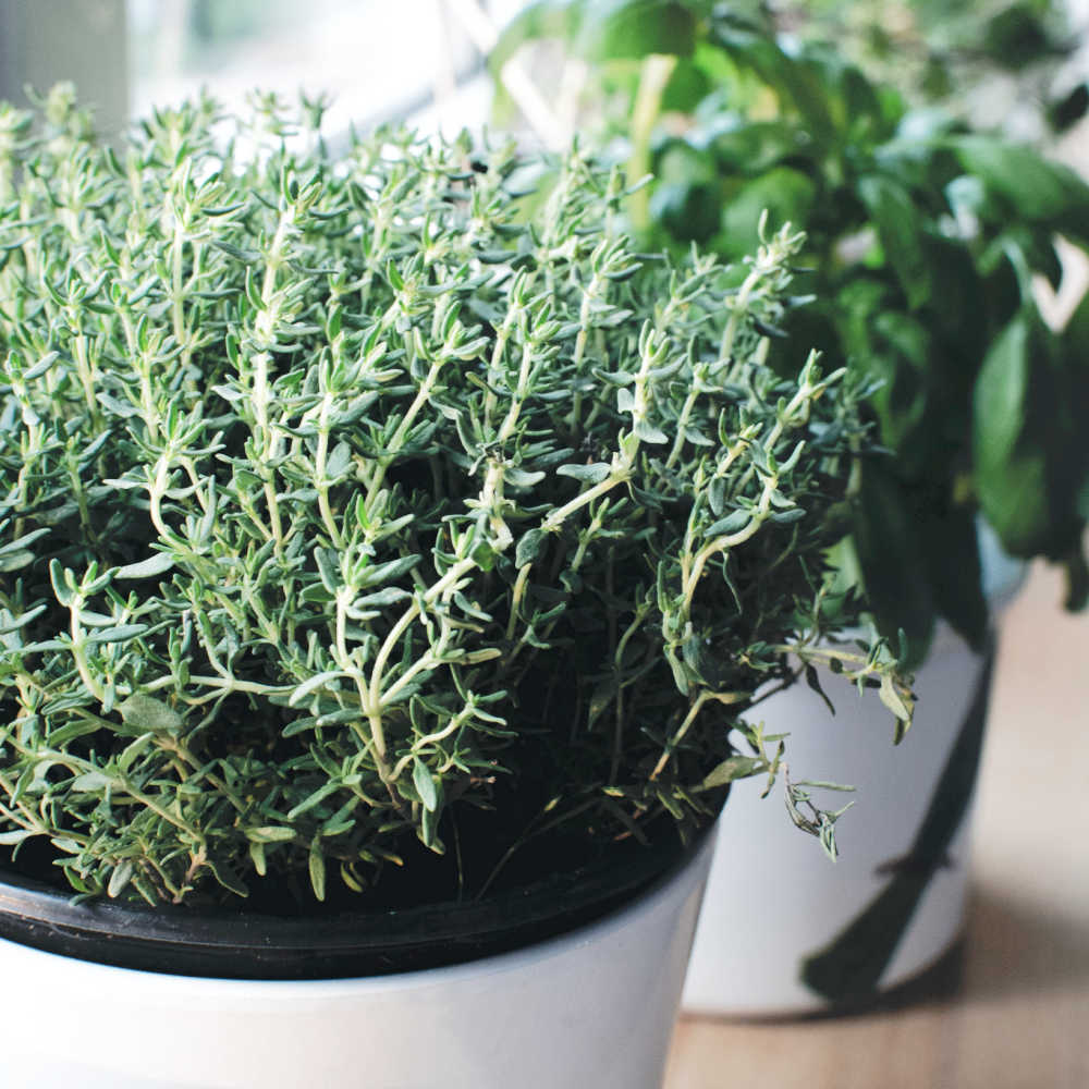 How To Grow Thyme From Cuttings and Seed