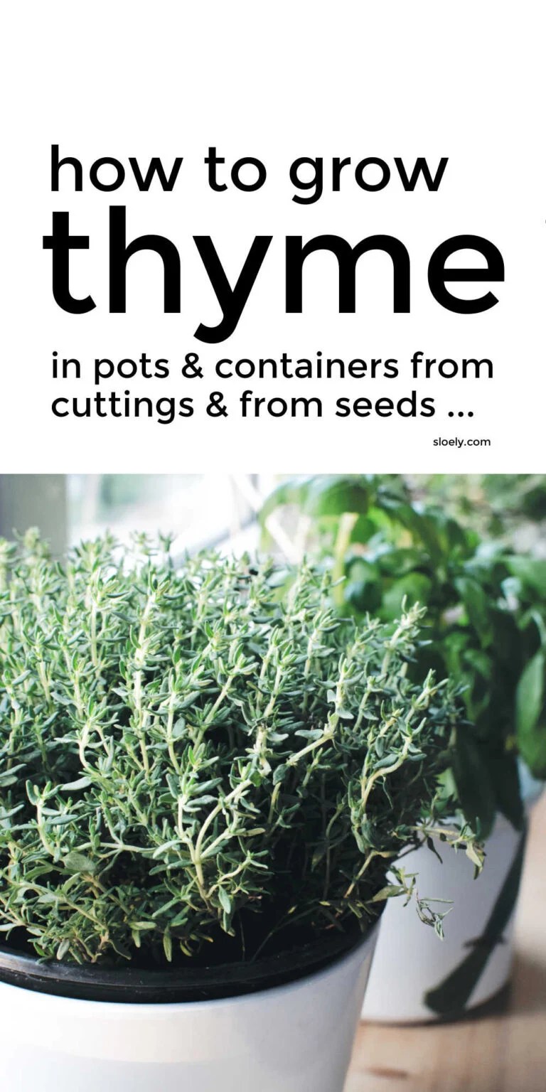 How To Grow Thyme From Cuttings and Seed