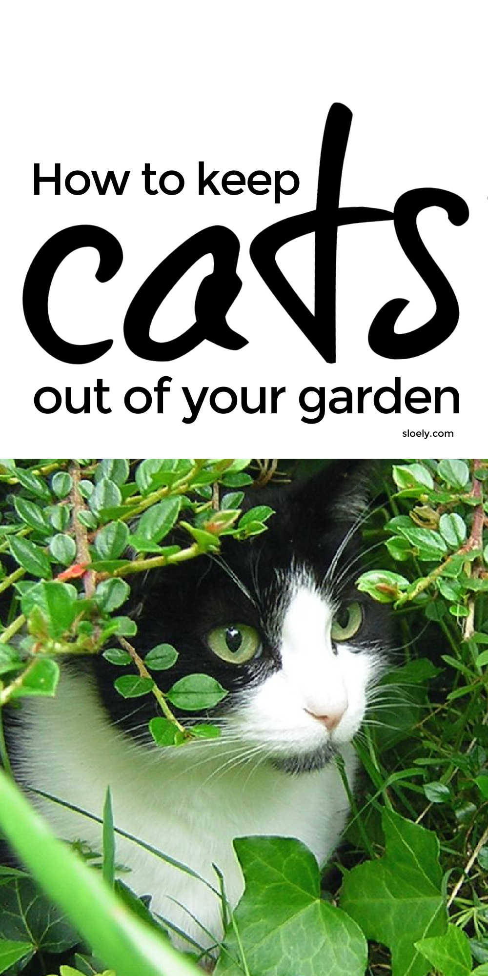 Cat Repellent Plants And Herbs