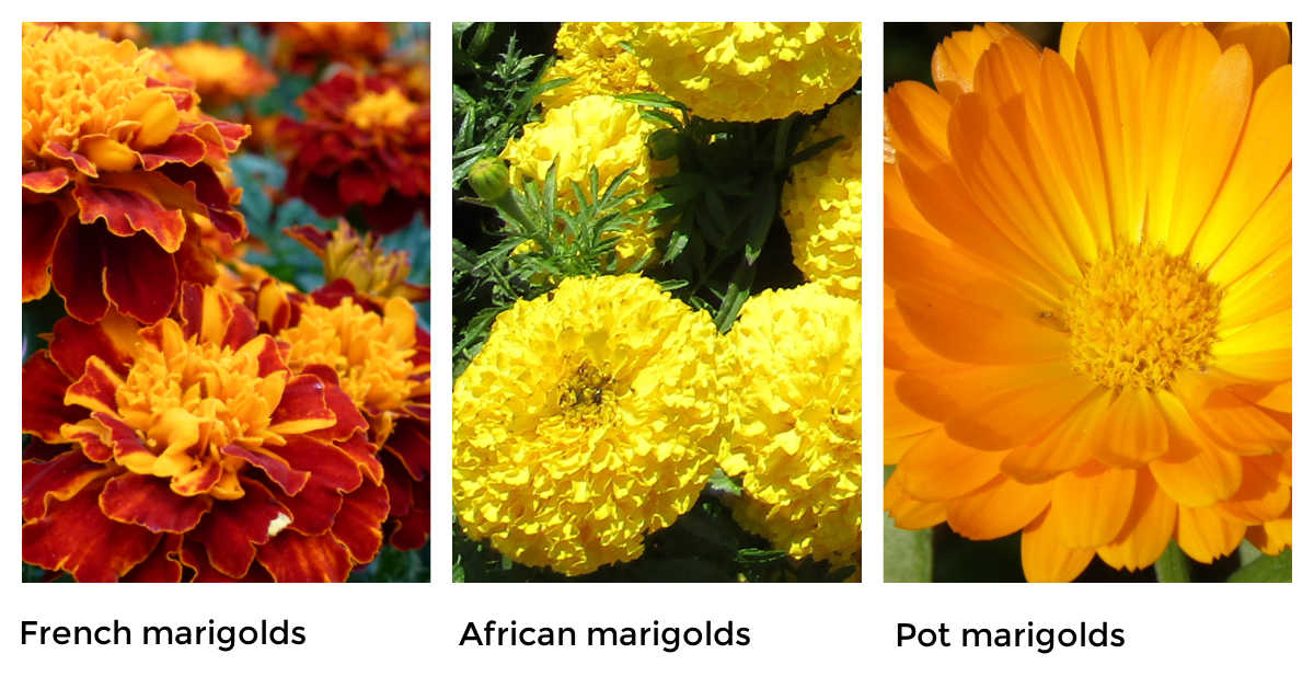 Growing Marigolds To Control Pests Organically