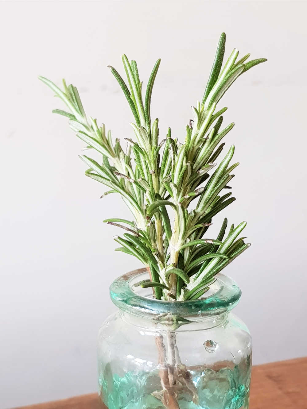 How To Grow Rosemary From Cuttings Indoors & Outdoors